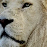 Rescued white lion